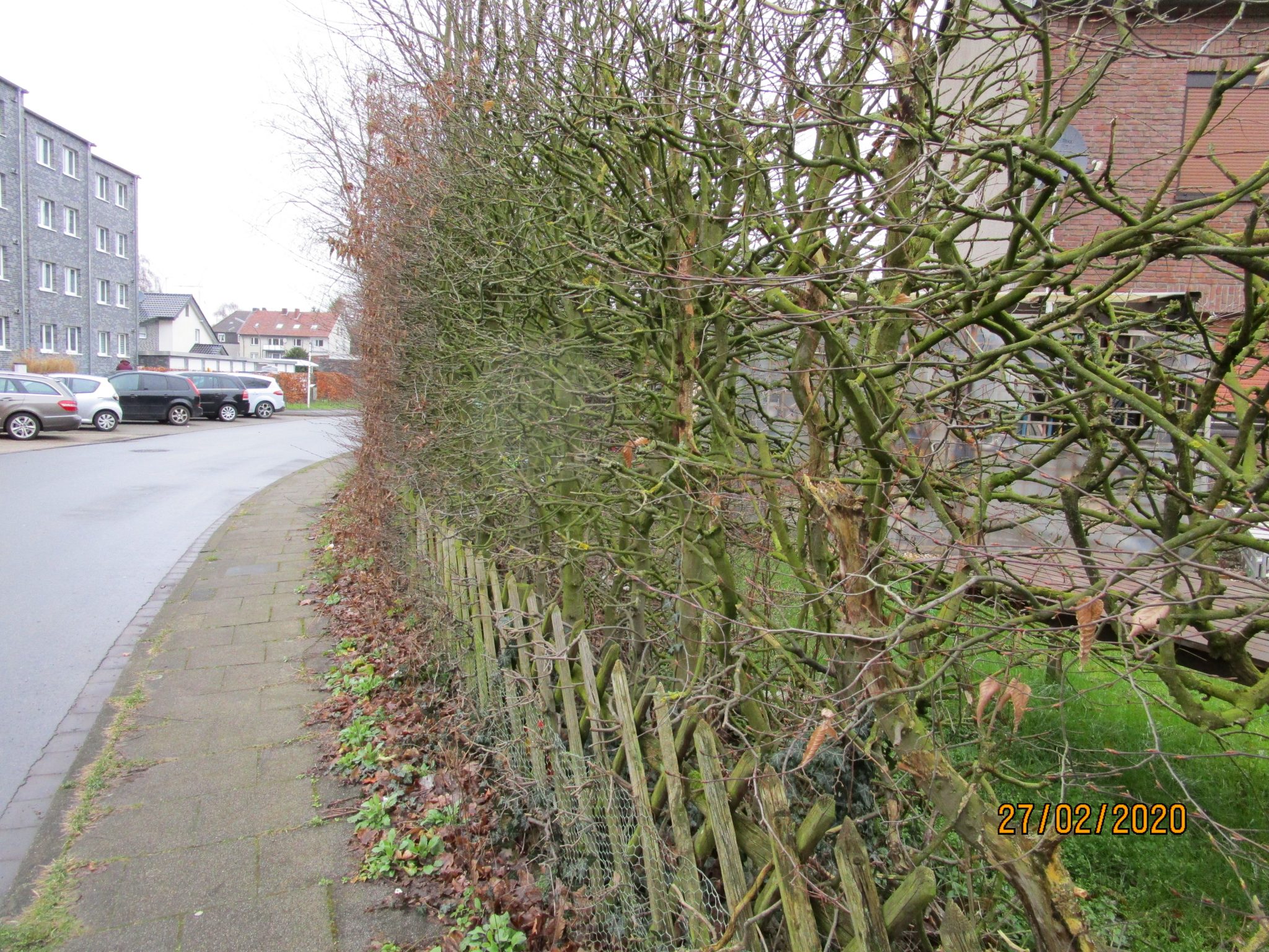 Alte Hecke Neuer Nachbar